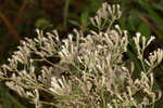 Narrowleaf bushy eupatorium